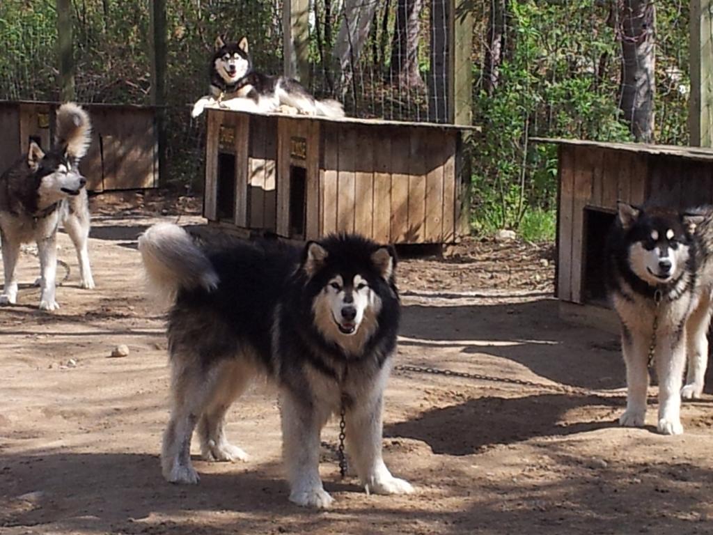 Hotel Grangette Entre Chiens et Loups à LʼAnse-Saint-Jean Extérieur photo
